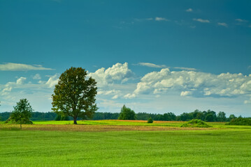 Fototapeta na wymiar oak on a green field against a blue sky