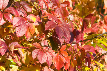 autumn background. red and yellow leaves