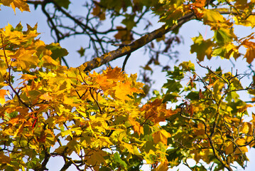 maple leaves in autumn.autumn background