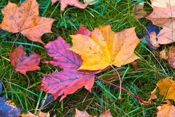 autumn maple leaves on the grass