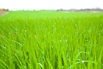 green grass and dew drops. green field