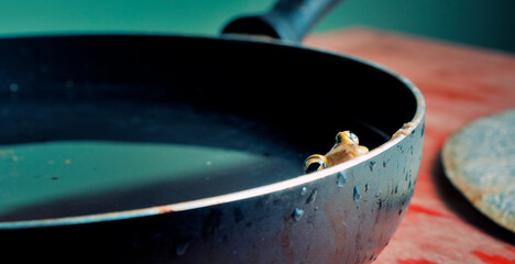 frog in a saucepan - 397121943