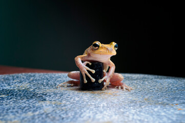 Frog on black background - 397121977