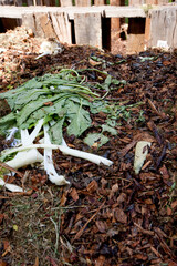 Vegetable Peelings in Compost Bin