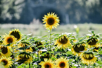 field of sunflowers