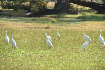 A flock of white egrets in the park