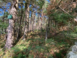 Fototapeta premium Small area of woodland, with broken sunlight, and wild plants near, Pannal, Harrogate, UK