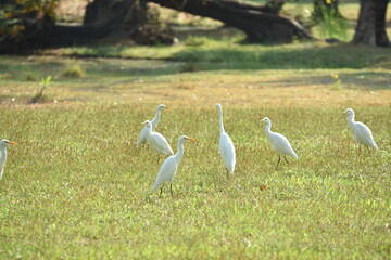 A flock of white egrets in the park