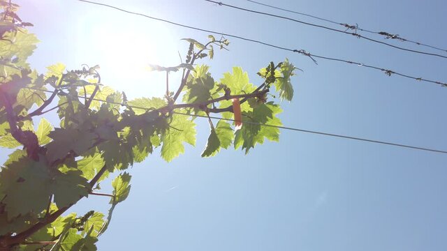 vineyard rows. grape trees in spring. low angle view, sun rays