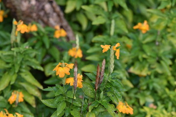 Colorful flowers in the garden,Beautiful flowers in the garden Blooming in the summer.