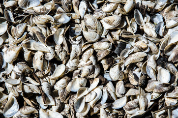 Small seashells from the river. Texture, background.