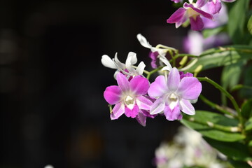 Colorful flowers in the garden,Beautiful flowers in the garden Blooming in the summer.