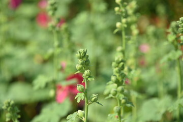 Colorful flowers in the garden,Beautiful flowers in the garden Blooming in the summer.