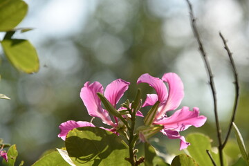 Colorful flowers in the garden,Beautiful flowers in the garden Blooming in the summer.