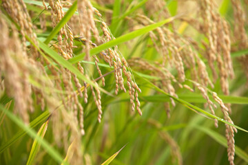 Close-up of rice ears about to mature in the field