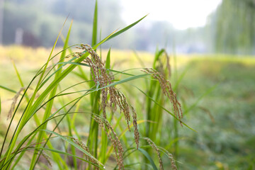 The plump ears of rice in the rice fields hang down