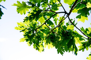 Branches with oak leaves against the sky