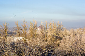Winter urban frosty landscape - snow covered trees on foggy background