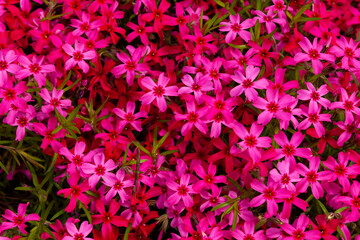 Background image - bright pink spring flowers