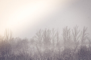 Fototapeta na wymiar Winter urban frosty landscape - snow covered trees on foggy background