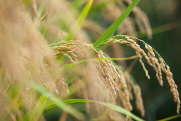 Well-growing rice fields in rural fields
