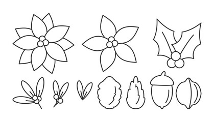 Set of Christmas flower poinsettia, acorn, cones, mistletoe. Linear templates winter berries, leaves. Floral traditional symbol New year holiday. Decor elements. Isolated on white vector illustration