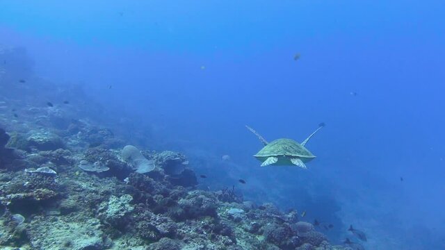 Green sea turtle swimming over coral reef, tropical blue water, underwater diving