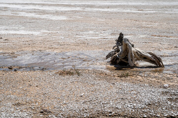 Large logs of petrified wood in the geothermal geyser area of the Fountain Paint Pots in Yellowstone National Park
