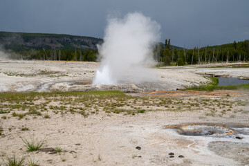 Cliff Geyser erupting and spewing hot water vapor out of the Earth in Yellowstone National Park