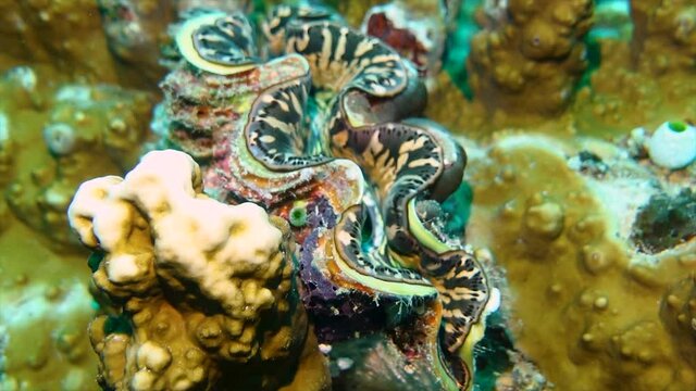 Beautiful giant clam opening mouth in coral reef, closeup underwater videography