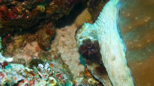 Octopus hiding beneath coral reef from camera, closeup