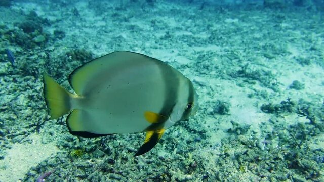 Dusky Batfish swimming over dead coral, closeup underwater scuba diving in tropical sea