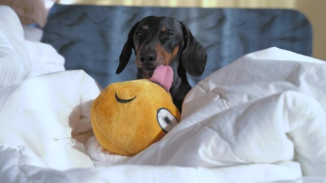 ute black and tan dachshund slumbers in the morning sunlight, lying down on owner bed with white linen, yellow soft toy is near. Cockered dog at home concept.