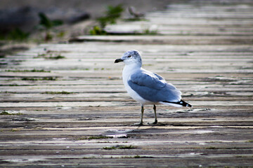 Gull on footbridge at Lake Ontario in Toronto, Canada