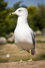 Obraz premium Close-up of a gull in Toronto, Canada
