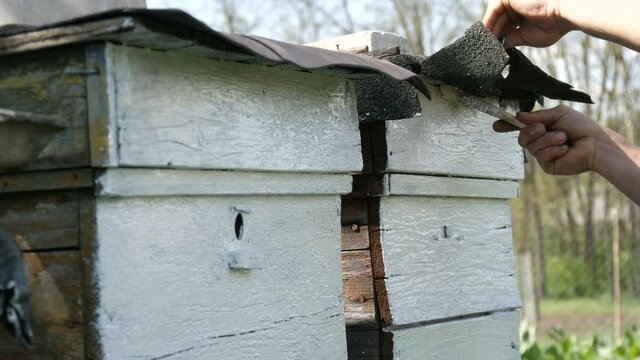 Spring preparation of a bee hive for the summer. Male beekeeper using special white paint and brush to paint wooden boards.