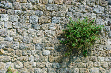 Stone wall texture and green plant on wall