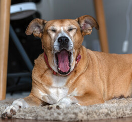 Obraz premium A senior female dog yawning on a rug.Animal world. Pet lover. Animals defender. Dog lover.