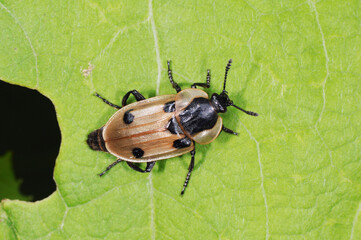 ヨツボシヒラタシデムシ（北海道・津別町）
