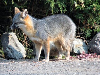gray fox with gray and orange coloring