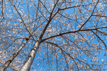 Cherry Tree Blossom in High Park, Toronto