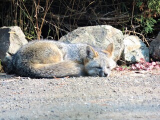 gray fox resting on the ground