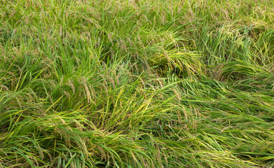 Large areas of fallen rice in rural rice fields