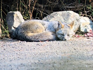 gray fox resting on the ground
