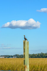 Double-crested Cormorant Bird Sitting on a Pole 
