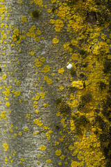 cold spring day in Japan