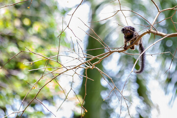 The baby monkey on the tree. The Black-tufted marmoset also know as Mico-estrela is a typical monkey from central Brazil. Species Callithrix penicillata. Animal lover. Wildlife.