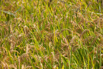 The cultivation of traditional staple food rice in southern China