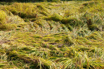 Large areas of rice falling down due to natural disasters