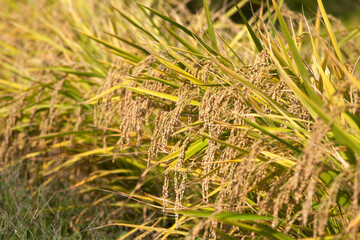 Rice with plump grains and gradually yellowing